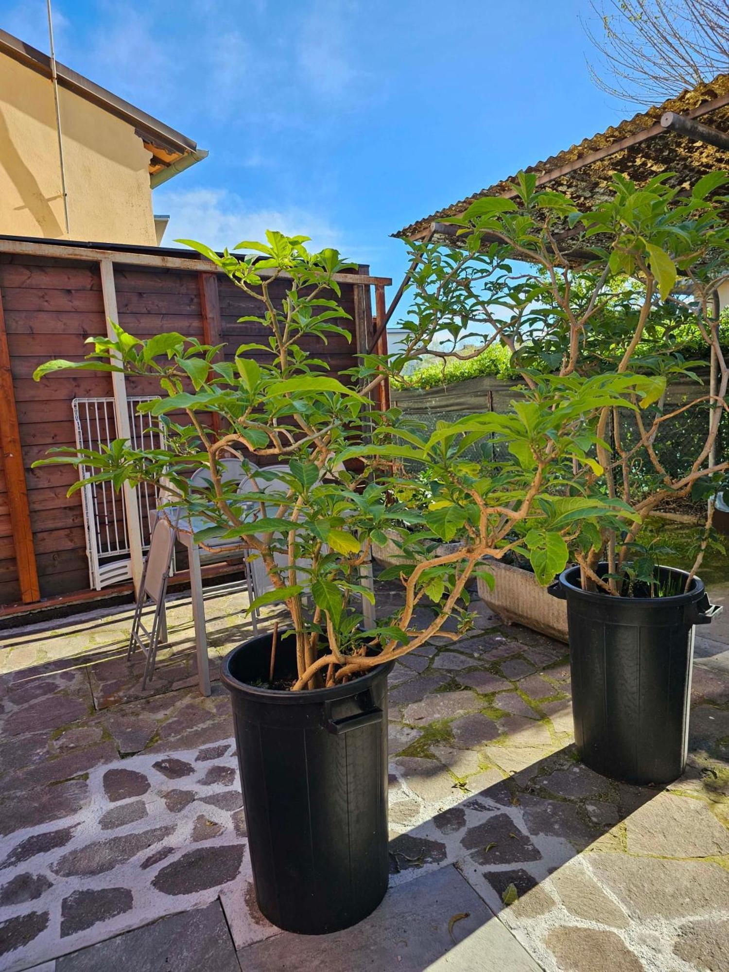 Apartamento Domus Regia *
